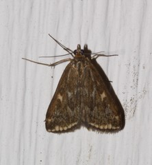 Loxostege munroealis