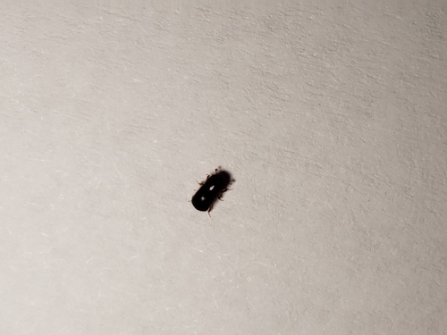 Granulate Ambrosia Beetle photo 6