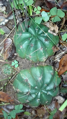Parodia oxycostata