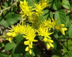 Petrosedum orientale