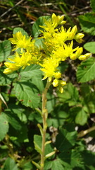 Petrosedum orientale