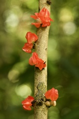 Heisteria cauliflora