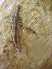 Euthyplociidae