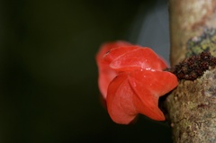 Heisteria cauliflora