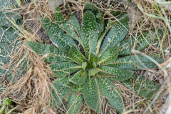 Echium asperrimum