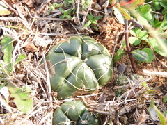 Gymnocalycium denudatum