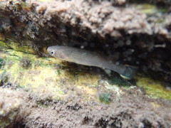 Anablepsoides hartii