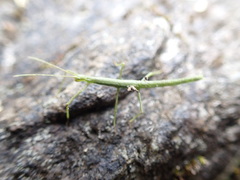 Ocnophiloidea regularis