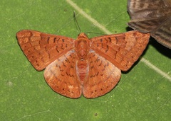 Emesis mandana
