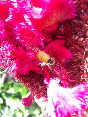 Chauliognathus missionum