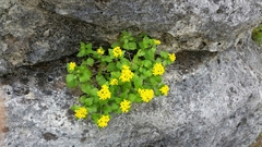 Perityle lindheimeri