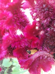 Chauliognathus missionum