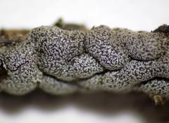 Polyschismium chailletii