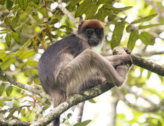 Piliocolobus tephrosceles