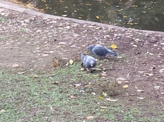 Columba livia domestica