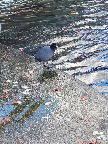 American Coot photographed in Alabama