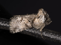 Abrostola parvula