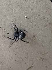 Araneidae