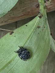 Araneidae