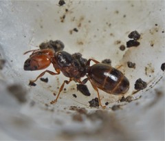 Pheidole absurda