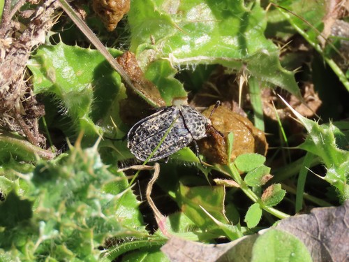 Thanatophilus ruficornis