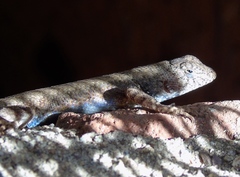 Sceloporus nelsoni