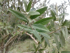 Moquiniastrum polymorphum ceanothifolium