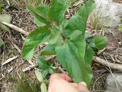 Mikania thapsoides