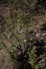 Bursera cuneata