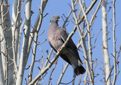 Columba palumbus