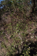 Bursera cuneata