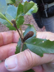 Heteroecus melanoderma