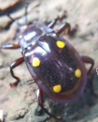 Eumorphus tetraspilotus