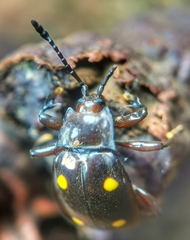 Eumorphus tetraspilotus