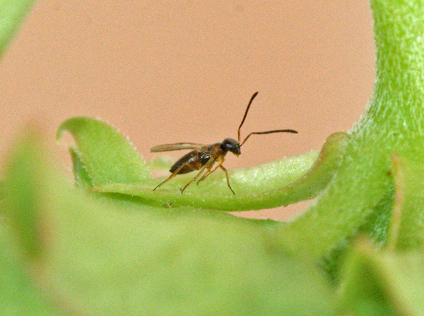 Grapevine Mealybig Parasitic Wasp
