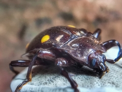 Eumorphus tetraspilotus