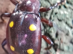 Eumorphus tetraspilotus