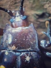 Eumorphus tetraspilotus