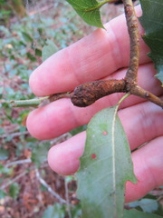 Heteroecus melanoderma