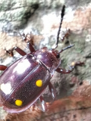 Eumorphus tetraspilotus