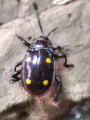 Eumorphus tetraspilotus