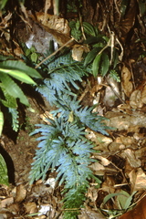 Selaginella willdenowii