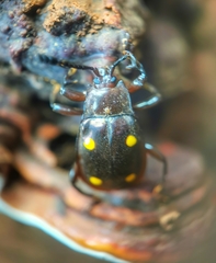 Eumorphus tetraspilotus