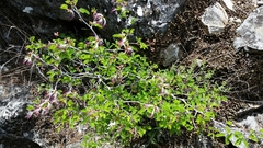Calliandra eriophylla