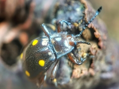 Eumorphus tetraspilotus