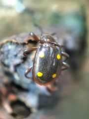 Eumorphus tetraspilotus