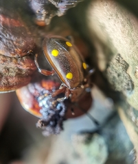 Eumorphus tetraspilotus