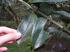 Dasyphyllum spinescens