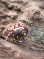 Eumorphus tetraspilotus