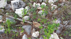 Calliandra eriophylla